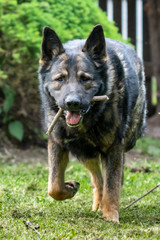 German Shepherd is a German dog breed, one of the most widely used in the world and also the most widely used service breed