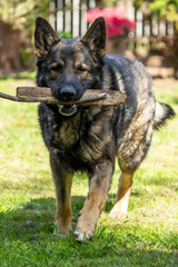 German Shepherd is a German dog breed, one of the most widely used in the world and also the most widely used service breed