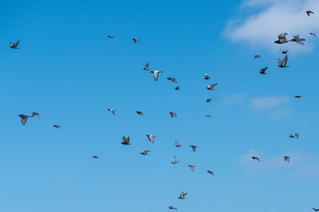 birds in flight