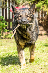 German Shepherd is a German dog breed, one of the most widely used in the world and also the most widely used service breed