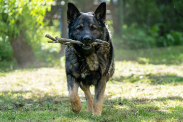 German Shepherd is a German dog breed, one of the most widely used in the world and also the most widely used service breed