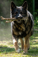 German Shepherd is a German dog breed, one of the most widely used in the world and also the most widely used service breed