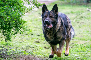 German Shepherd is a German dog breed, one of the most widely used in the world and also the most widely used service breed
