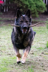 German Shepherd is a German dog breed, one of the most widely used in the world and also the most widely used service breed