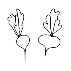 Root vegetables: radish and turnip. Black hand-drawn doodle silhouette of radish and turnip or beetroot.