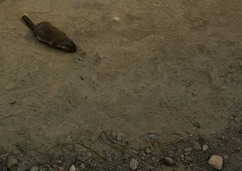 rodent in the dirt