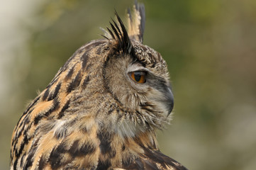 Long-eared owl Asio otus portrait