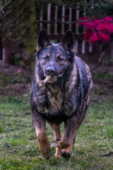 German Shepherd is a German dog breed, one of the most widely used in the world and also the most widely used service breed