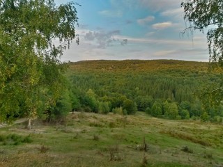 green forest in summer season at day
