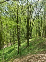 Obraz premium green forest in summer season at day