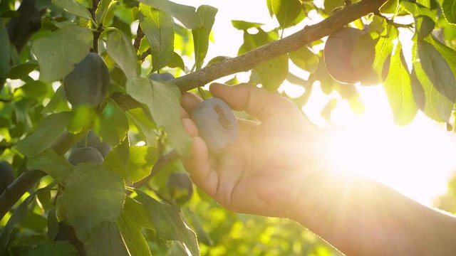 Ripe plums on a branch in the rays of sunlight. Fresh plums is hand picked from plum tree. Woman is picking fruits from the trees on the plantation. Sunny day. Summer season. Harvesting plums.