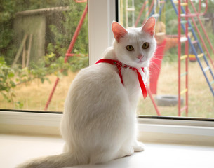 White cat on a leash on the windowsill