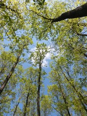 Obraz premium green forest in summer season at day