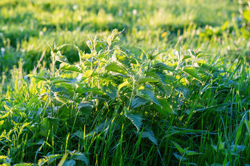 Nettles in the meadow in spring sunset