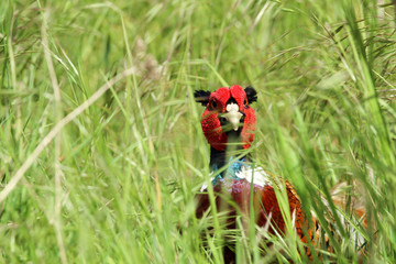 A pheasant playing peek a boo through grass, while basking in the British summer sun