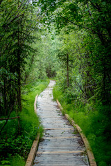 hiking path in the forest
