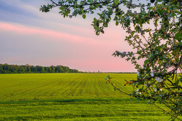 Green wheat field in spring, forest edge on the horizon and a tree branch in the foreground © physyk