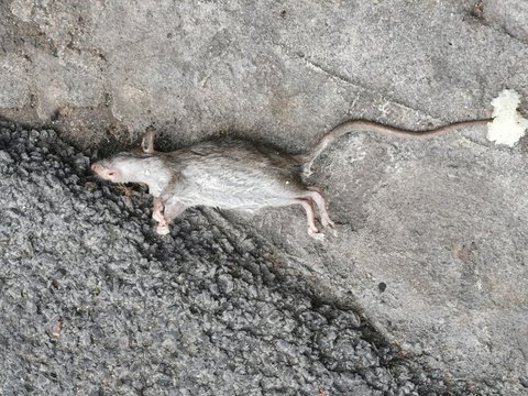 The Dead rat on a street