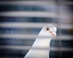 Dove Pigeon looking in to an office