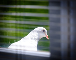 Dove or Pigeon behind blinds