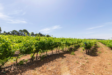 Vineyard with rows of vines with ripening grapes against a blue sky