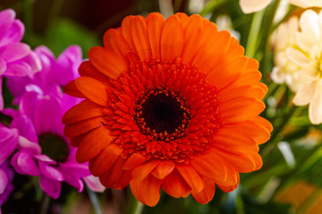 orange gerbera flower