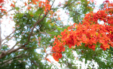 Caesalpinia pulcherrima flowers  blooming branches hanging on tree .
