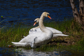 Mute swans, Cygnus olor on island near lake.