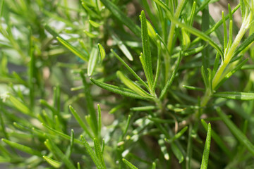 Close up of Rosemary growing in a garden.