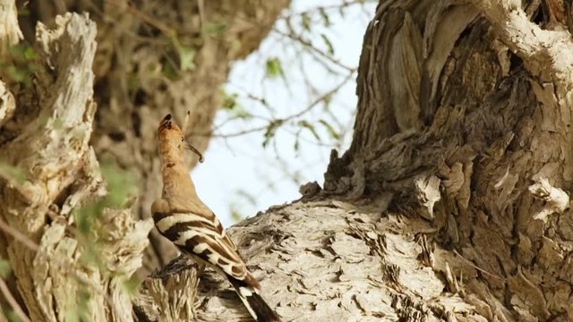 A Eurasian Hoopoe sitting on a branch of a pine-tree