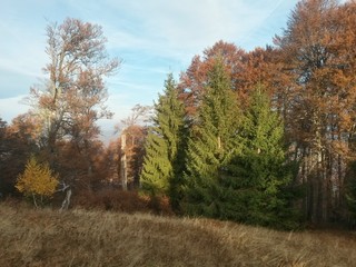 Fototapeta premium beautiful autumn colors into the forest