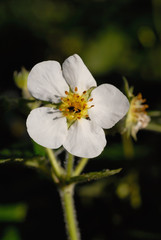 Flowering strawberries in the garden closeup. Shallow depth of field