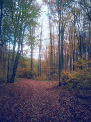 beautiful autumn colors into the forest