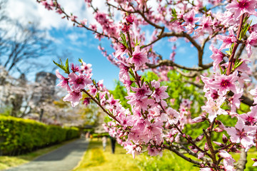 大阪桜ノ宮 大川沿いの桜