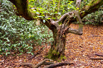Close up of old tree in Cheshire forest UK
