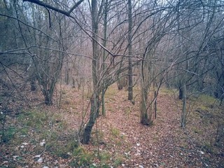 beautiful autumn colors into the forest