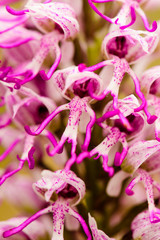 Obraz na płótnie Canvas A monkey orchid (Orchis simia) detail, close up
