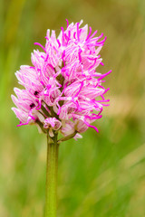 A monkey orchid (Orchis simia) detail, close up