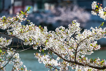 大阪天満 大川沿いの桜