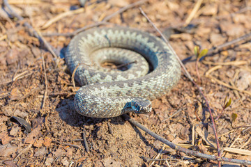 Grey viper or adder venomous snake in attacking or defencive pose rolled in knit on brown spring soil or ground pathway among old leaves, grass and branches