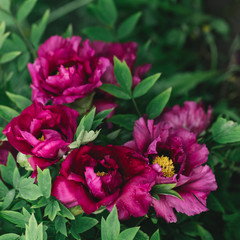 Beautiful dark pink peonies  in a spring garden after rain.
