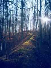Obraz premium beautiful autumn colors into the forest