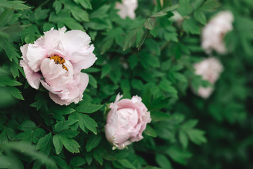 Beautiful cream peony buds in a spring garden.