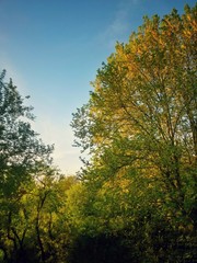Naklejka premium beautiful autumn colors into the forest