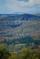 beautiful autumn colors into the forest