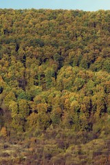 Fototapeta premium beautiful autumn colors into the forest