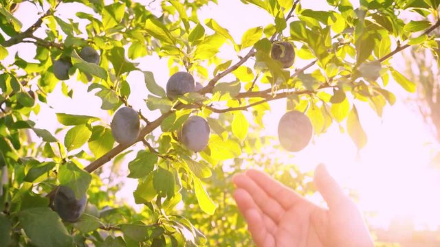 Ripe plums on a branch in the rays of sunlight. Fresh plums is hand picked from plum tree. Woman is picking fruits from the trees on the plantation. Sunny day. Summer season. Harvesting plums.