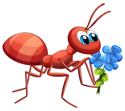 Cute ant cartoon character holding blue flower on white background