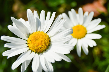 Obraz premium Close-up of chamomile flowers with white petals on a green background