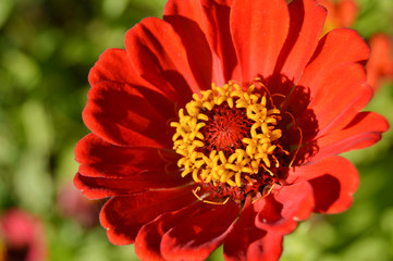 Close-up of a red flower with yellow stamens